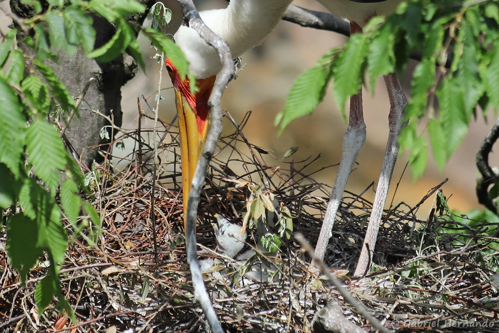Tantale ibis avec son poussin - Mycteria ibis (ZooParc de Beauval, mai 2025)