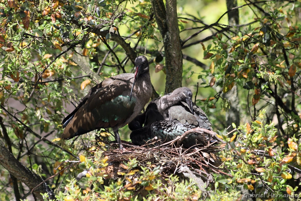 Ibis hagedash dans son nid - Bostrychia hagedash (ZooParc de Beauval, mai 2025)