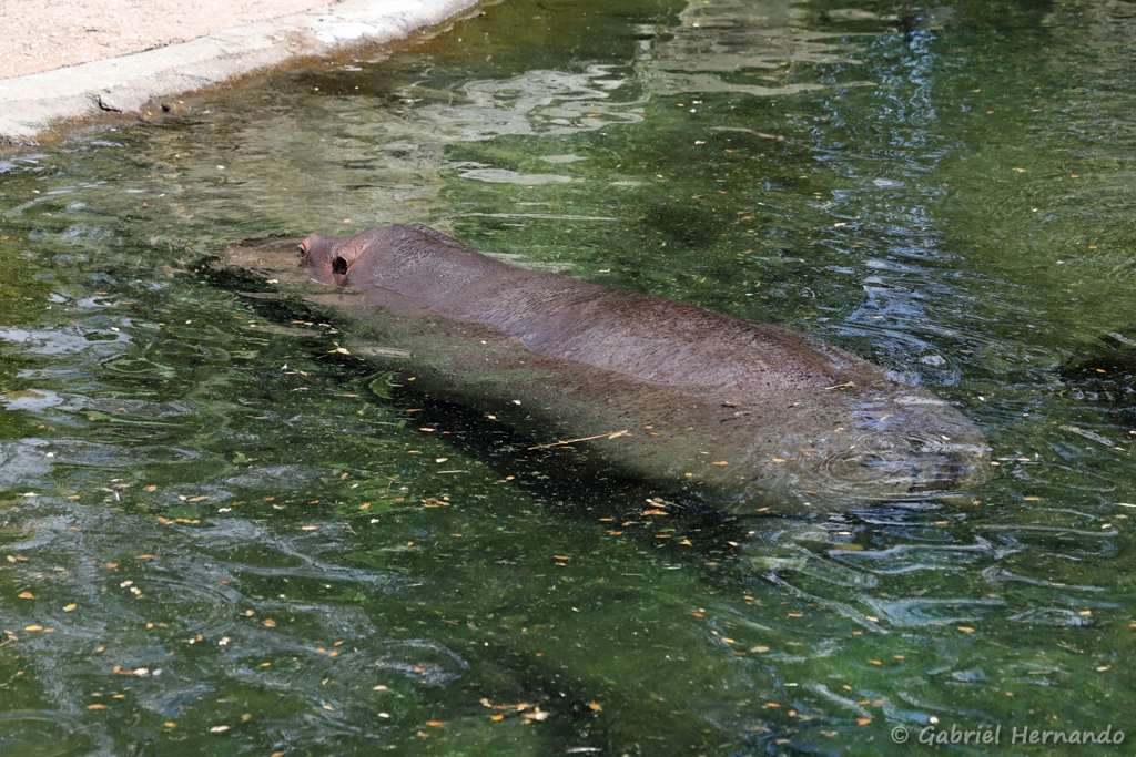 Hippopotame amphibie ou Hippopotame commun - Hippopotamus amphibius (ZooParc de Beauval, mai 2025)