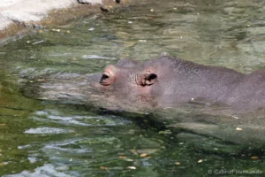 Hippopotame amphibie ou Hippopotame commun - Hippopotamus amphibius (ZooParc de Beauval, mai 2025)