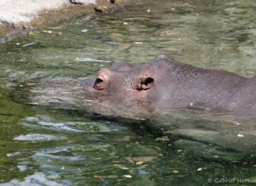 Hippopotame amphibie ou Hippopotame commun - Hippopotamus amphibius (ZooParc de Beauval, mai 2025)