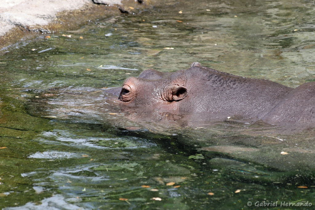 Hippopotame amphibie ou Hippopotame commun - Hippopotamus amphibius (ZooParc de Beauval, mai 2025)