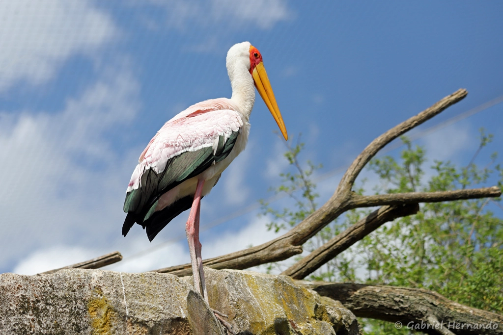Tantale ibis - Mycteria ibis (ZooParc de Beauval, mai 2025)