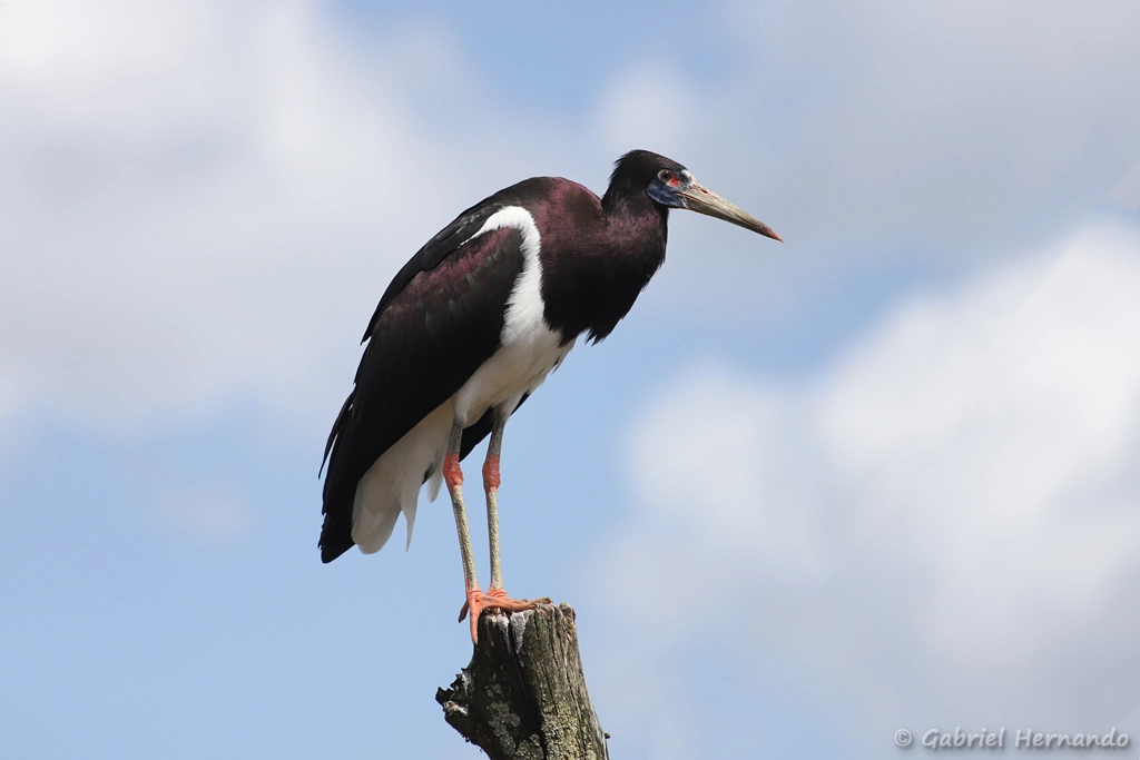 Cigogne d'Abdim - Ciconia abdimii (ZooParc de Beauval, mai 2025)