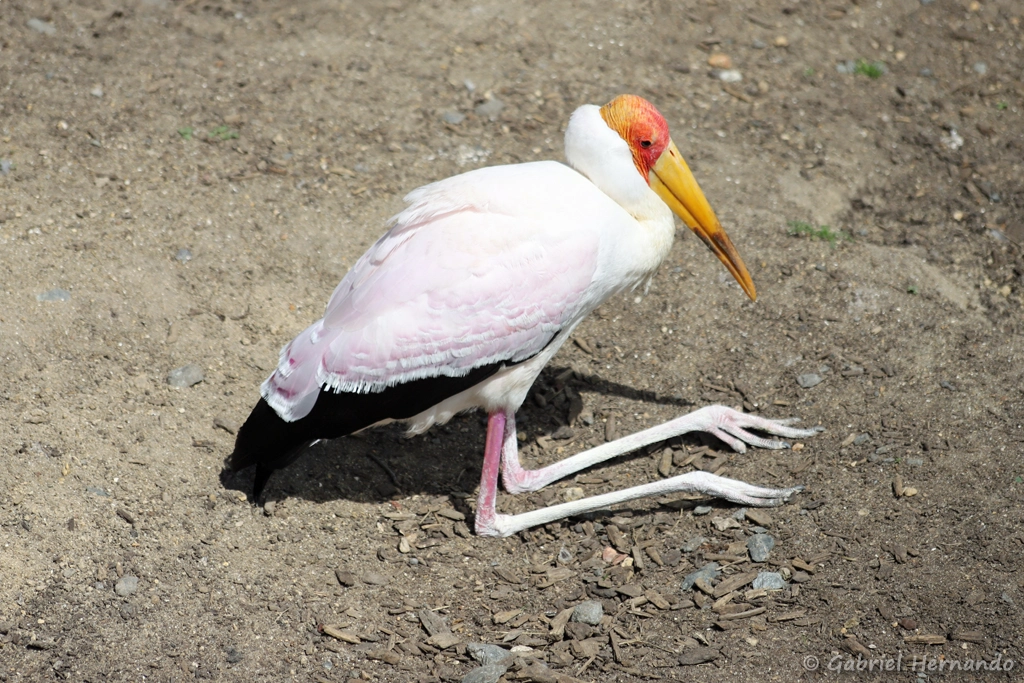 Tantale ibis au repos - Mycteria ibis (ZooParc de Beauval, mai 2025)