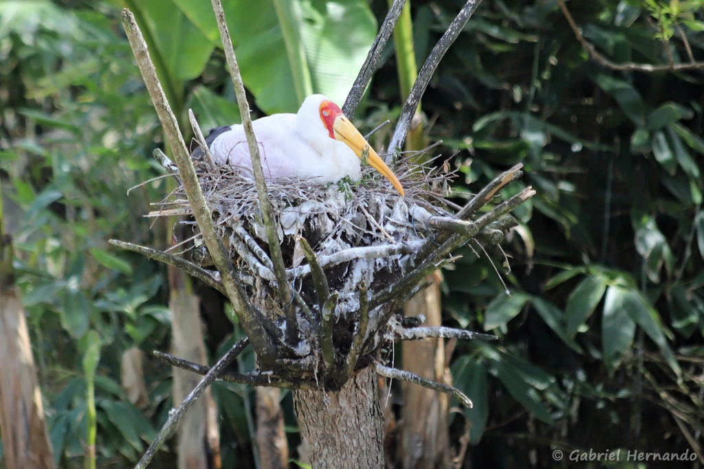 Tantale ibis couvant ses œufs - Mycteria ibis (ZooParc de Beauval, mai 2025)