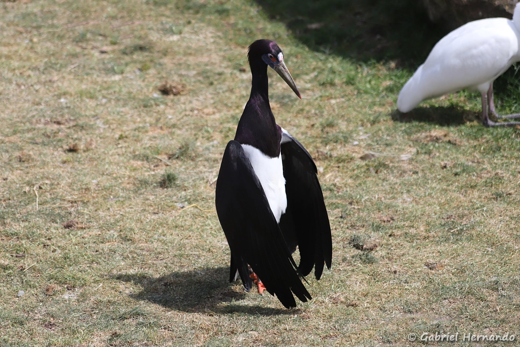 Cigogne d'Abdim - Ciconia abdimii (ZooParc de Beauval, mai 2025)