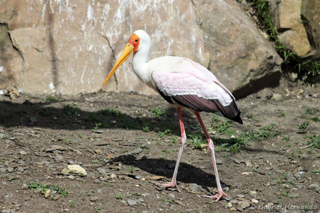 Tantale ibis - Mycteria ibis (ZooParc de Beauval, mai 2025)