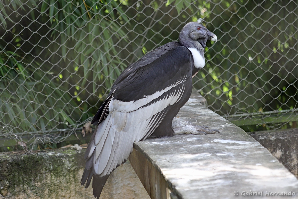 Condor des Andes - Vultur gryphus (ZooParc de Beauval, mai 2025)