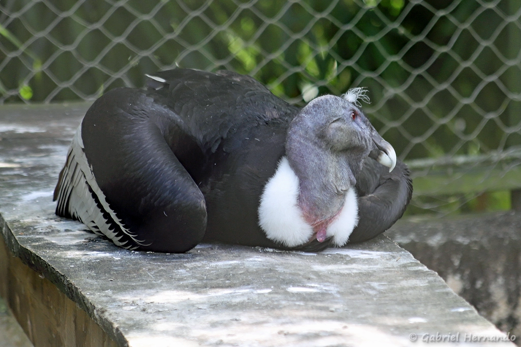 Condor des Andes - Vultur gryphus (ZooParc de Beauval, mai 2025)
