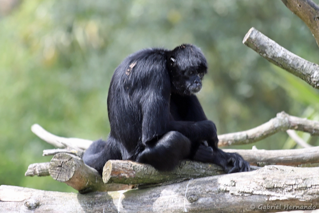 Singe-araignée noir de Colombie ou Atèle de Colombie - Ateles fusciceps rufiventris (ZooParc de Beauval, mai 2025)