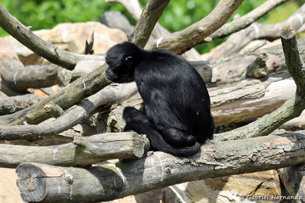 Singe-araignée noir de Colombie ou Atèle de Colombie - Ateles fusciceps rufiventris (ZooParc de Beauval, mai 2025)