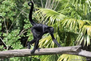 Singe-araignée noir de Colombie ou Atèle de Colombie - Ateles fusciceps rufiventris (ZooParc de Beauval, mai 2025)