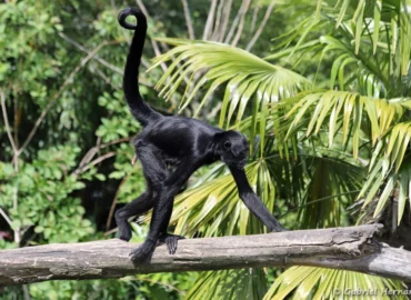 Singe-araignée noir de Colombie ou Atèle de Colombie - Ateles fusciceps rufiventris (ZooParc de Beauval, mai 2025)