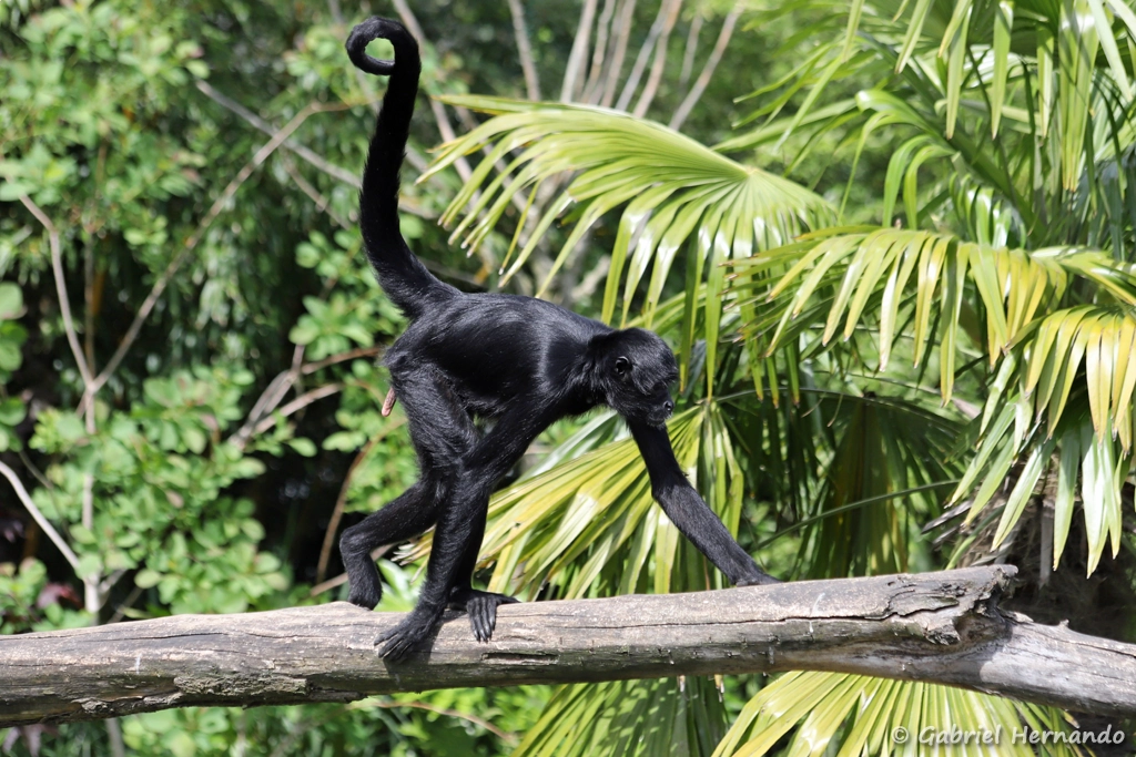Singe-araignée noir de Colombie ou Atèle de Colombie - Ateles fusciceps rufiventris (ZooParc de Beauval, mai 2025)