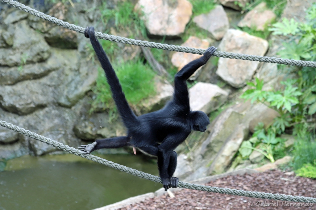 Singe-araignée noir de Colombie ou Atèle de Colombie - Ateles fusciceps rufiventris (ZooParc de Beauval, mai 2025)