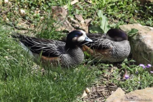 Canard de Chiloé - Mareca sibilatrix (ZooParc de Beauval, mai 2025)