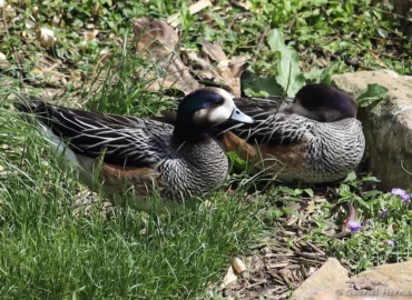 Canard de Chiloé - Mareca sibilatrix (ZooParc de Beauval, mai 2025)