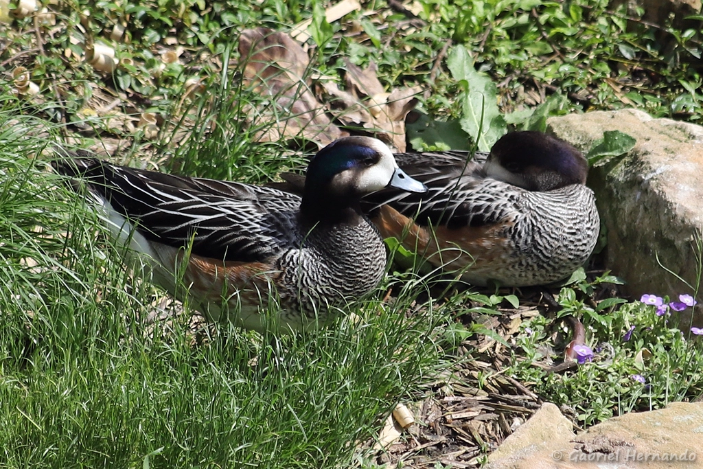 Canard de Chiloé - Mareca sibilatrix (ZooParc de Beauval, mai 2025)