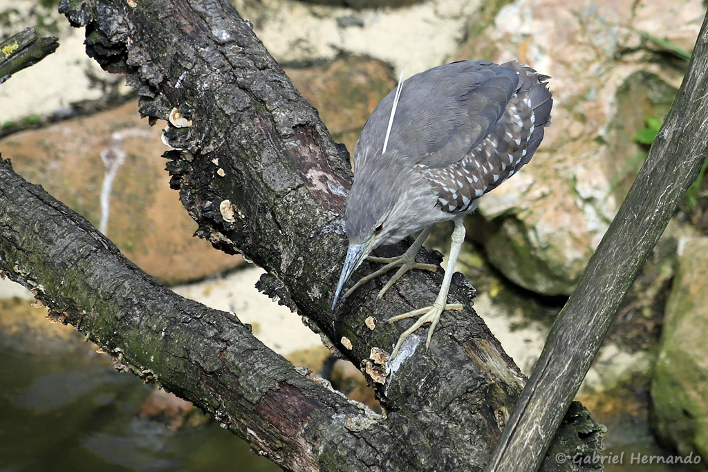 Jeune Bihoreau gris - Nycticorax nycticorax (ZooParc de Beauval, mai 2025)