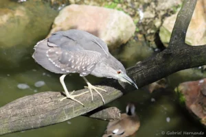 Jeune Bihoreau gris - Nycticorax nycticorax (ZooParc de Beauval, mai 2025)