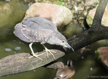 Jeune Bihoreau gris - Nycticorax nycticorax (ZooParc de Beauval, mai 2025)