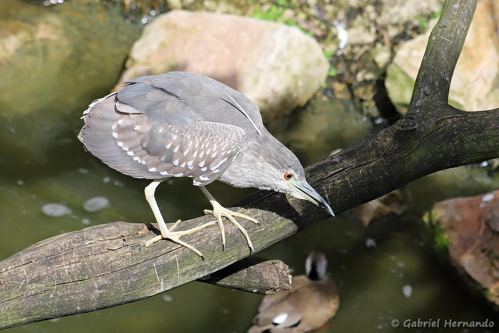 Jeune Bihoreau gris - Nycticorax nycticorax (ZooParc de Beauval, mai 2025)