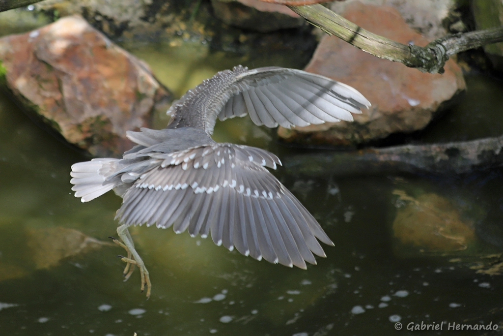 Envol d'un jeune Bihoreau gris - Nycticorax nycticorax (ZooParc de Beauval, mai 2025)