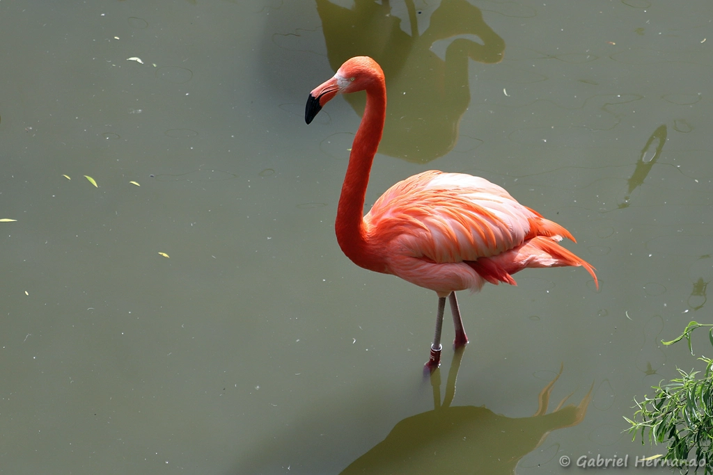 Flamant des Caraïbes - Phoenicopterus ruber (ZooParc de Beauval, mai 2025)