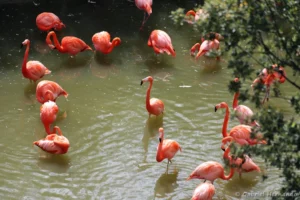 Flamants des Caraïbes - Phoenicopterus ruber (ZooParc de Beauval, mai 2025)