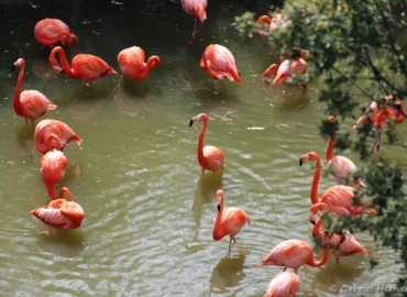 Flamants des Caraïbes - Phoenicopterus ruber (ZooParc de Beauval, mai 2025)