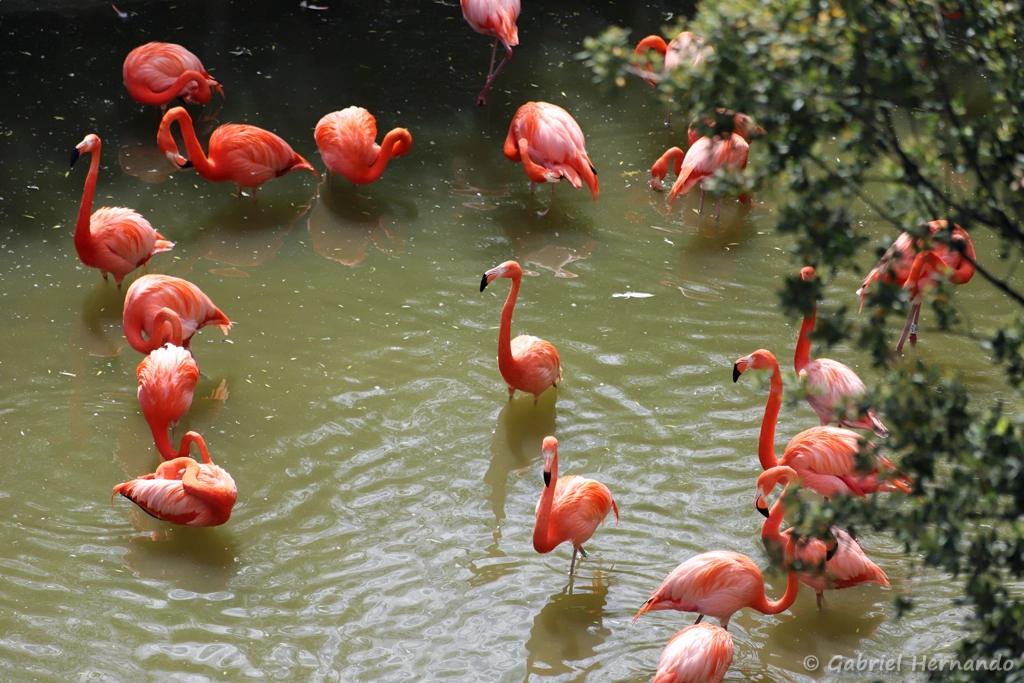 Flamants des Caraïbes - Phoenicopterus ruber (ZooParc de Beauval, mai 2025)