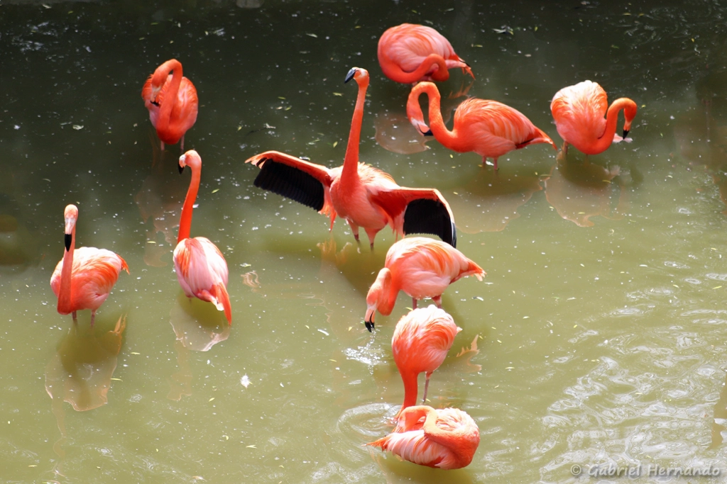 Flamants des Caraïbes - Phoenicopterus ruber (ZooParc de Beauval, mai 2025)