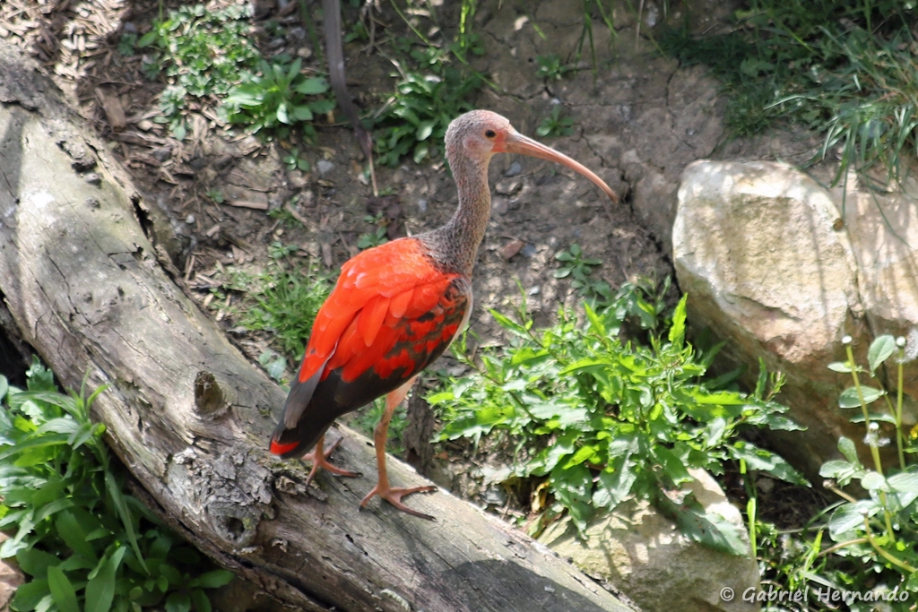 Ibis rouge - Eudocimus ruber (ZooParc de Beauval, mai 2025)