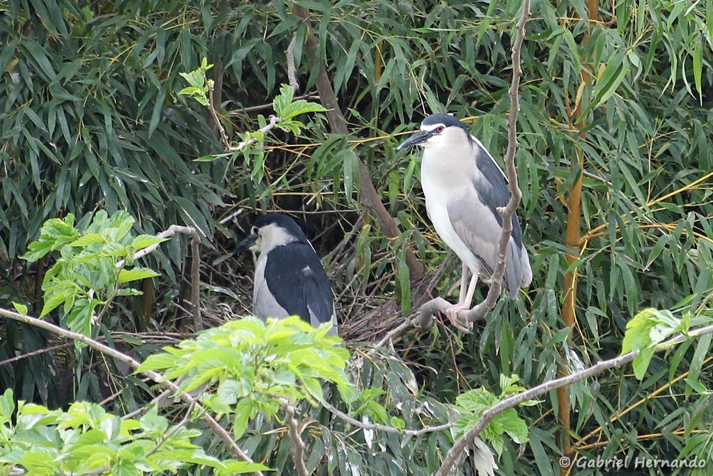 Bihoreau gris au nid - Nycticorax nycticorax (ZooParc de Beauval, mai 2025)