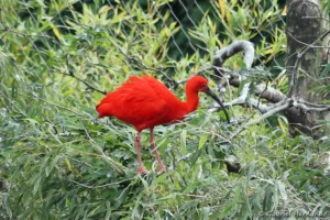 Ibis rouge - Eudocimus ruber (ZooParc de Beauval, mai 2025)