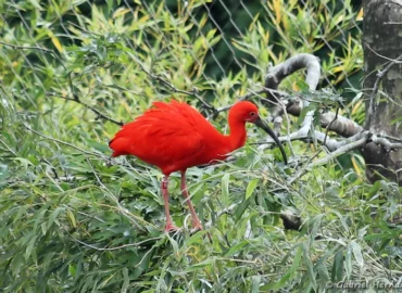 Ibis rouge - Eudocimus ruber (ZooParc de Beauval, mai 2025)