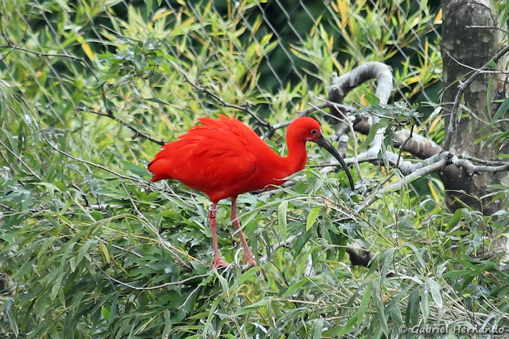 Ibis rouge - Eudocimus ruber (ZooParc de Beauval, mai 2025)