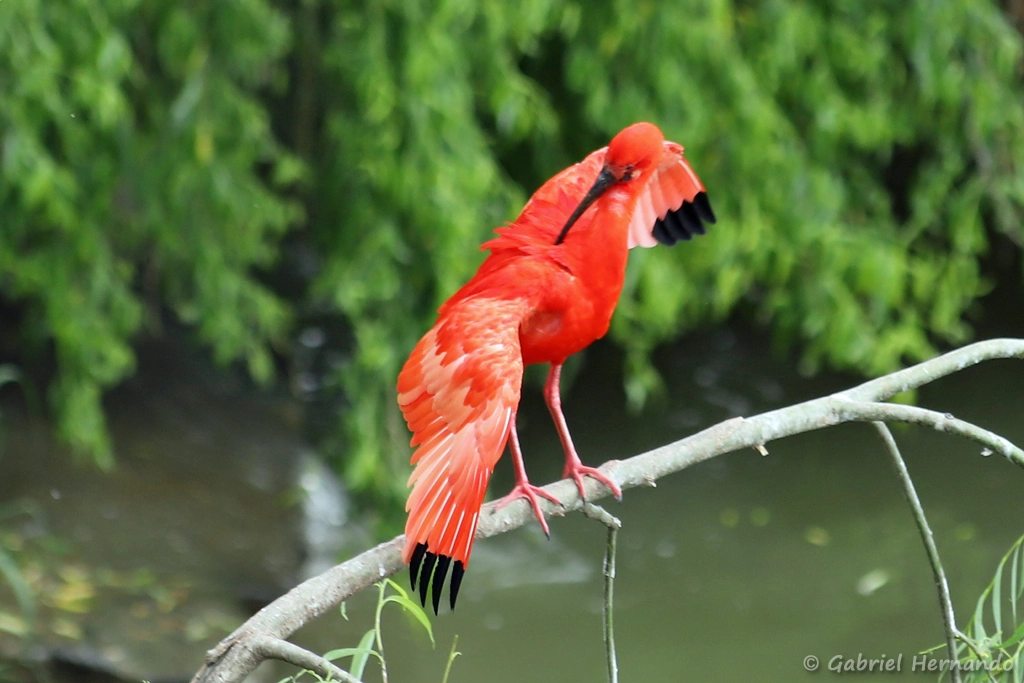 Ibis rouge - Eudocimus ruber (ZooParc de Beauval, mai 2025)