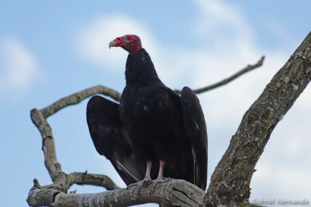 Urubu à tête rouge - Cathartes aura (ZooParc de Beauval, mai 2025)