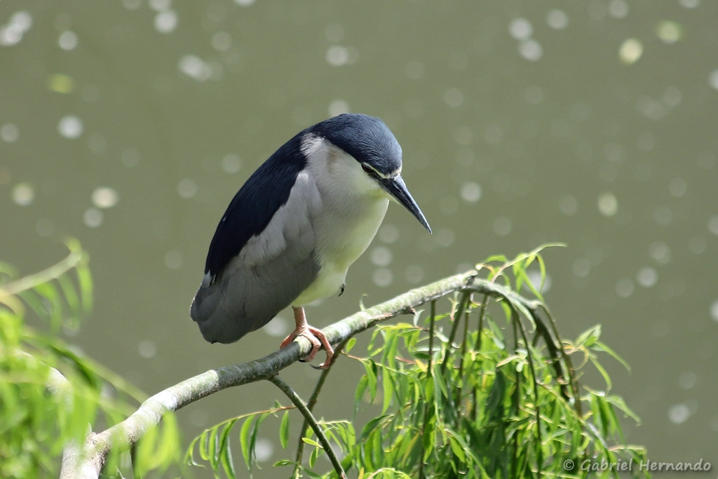 Adulte de Bihoreau gris - Nycticorax nycticorax (ZooParc de Beauval, mai 2025)