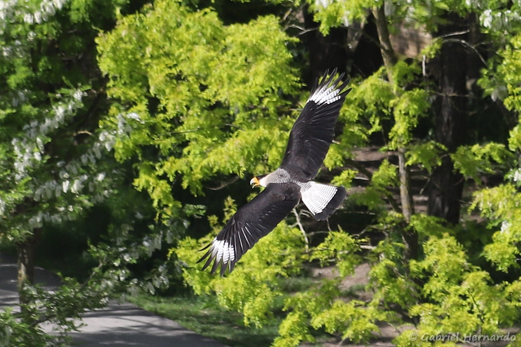 Caracara huppé en vol - Caracara plancus (ZooParc de Beauval, mai 2025)