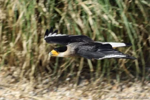 Caracara huppé en vol - Caracara plancus (ZooParc de Beauval, mai 2025)