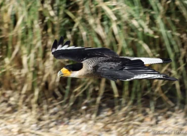 Caracara huppé en vol - Caracara plancus (ZooParc de Beauval, mai 2025)