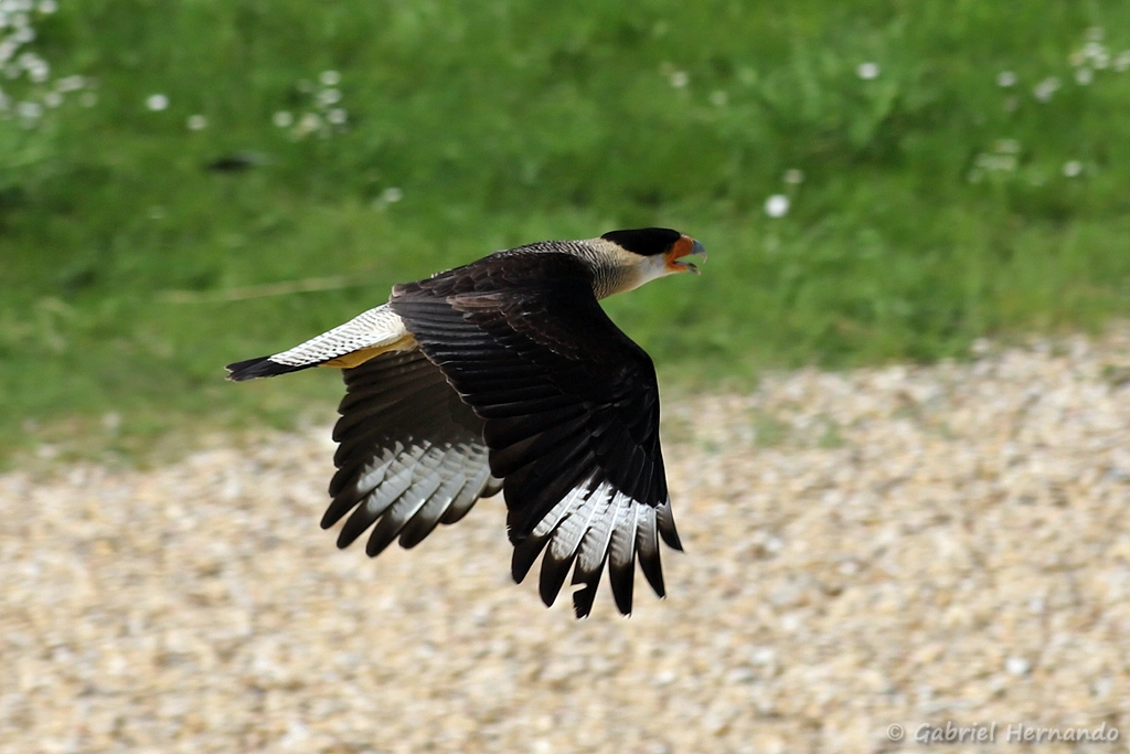 Caracara huppé en vol - Caracara plancus (ZooParc de Beauval, mai 2025)