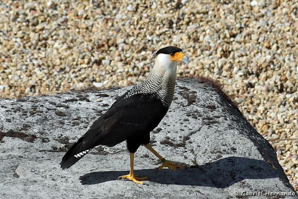 Caracara huppé - Caracara plancus (ZooParc de Beauval, mai 2025)