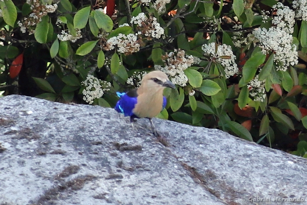 Rollier à ventre bleu - Coracias cyanogaster (ZooParc de Beauval, mai 2025)