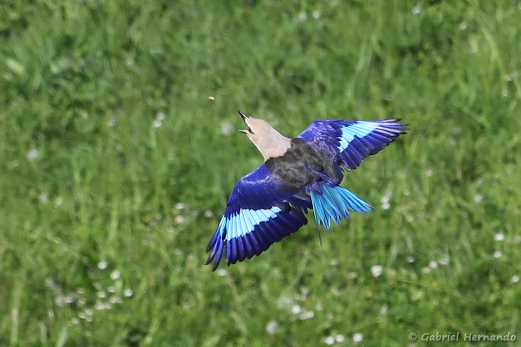 Rollier à ventre bleu en vol - Coracias cyanogaster (ZooParc de Beauval, mai 2025)