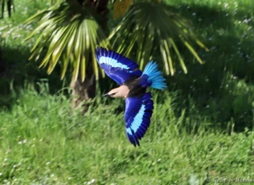 Rollier à ventre bleu en vol - Coracias cyanogaster (ZooParc de Beauval, mai 2025)