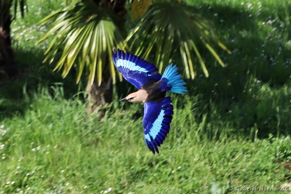 Rollier à ventre bleu en vol - Coracias cyanogaster (ZooParc de Beauval, mai 2025)